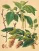Baum Blatt Frucht von Ostrya carpinifolia